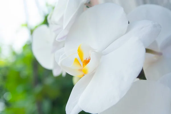 Orquídea branca fechar — Fotografia de Stock