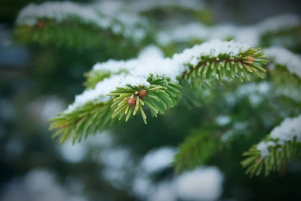 Spruce şubesinin kapağı — Stok fotoğraf