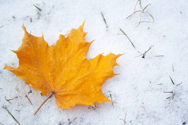 Ahornblatt auf Schnee — Stockfoto