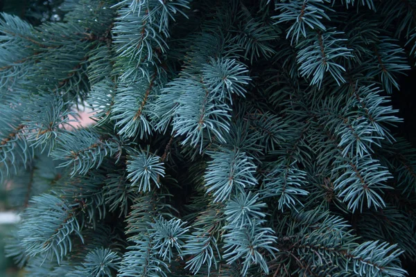 Blue spruce — Stock Photo, Image