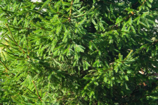 Spruce bakgrund — Stockfoto