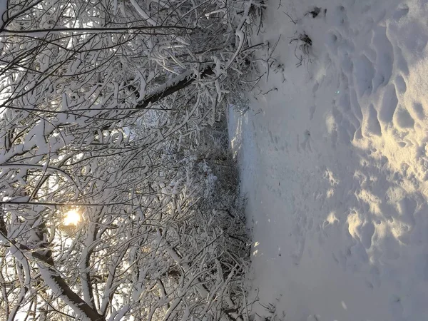 A havas fák közötti útvonal — Stock Fotó