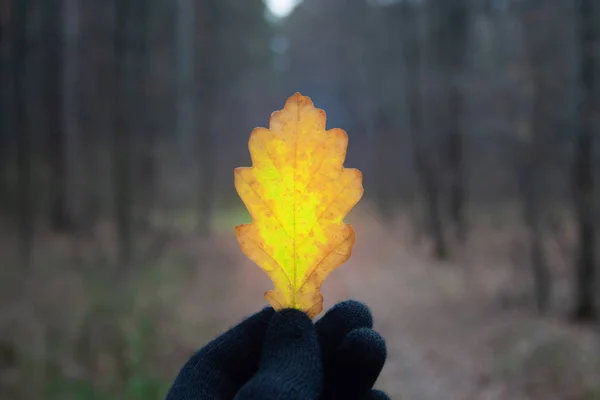 Eiken blad — Stockfoto