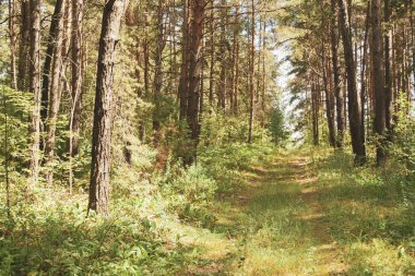 Yaz yeşil güzel orman manzara yol ile. Ormanda güzel yeşil güneşli sabah. Tonda