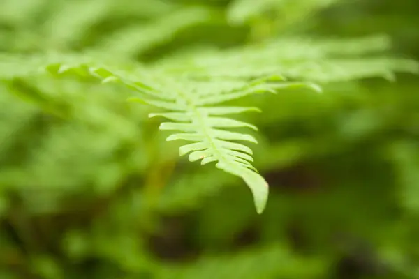 美しいシダの葉は自然な花の背景を葉 完璧なシダのパターン 若い緑のシダの葉の美しい背景 マクロショット — ストック写真