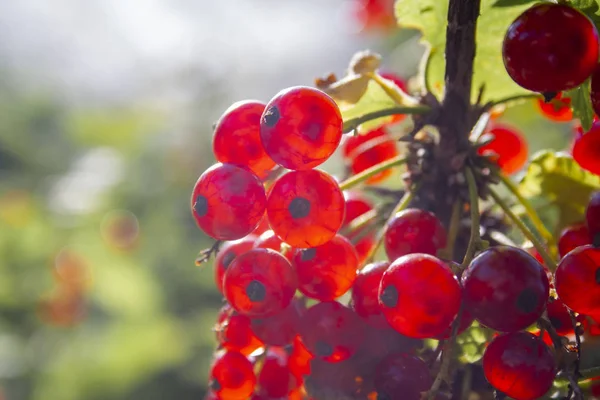 Groseille Juteuse Mûre Rouge Sur Branche Verte Journée Ensoleillée Fermer — Photo