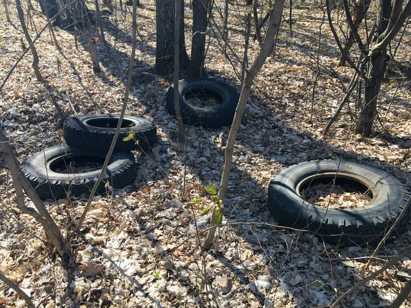 Dirty old rubber tires in forest. Illegal