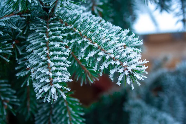 氷で覆われたトウヒの枝を閉じます。モミの木 — ストック写真