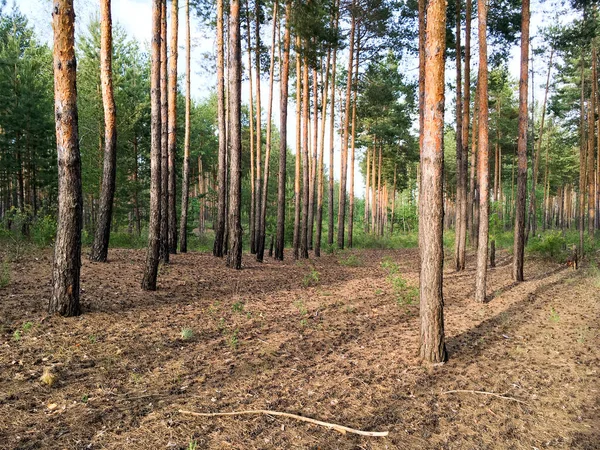 Borovice kmeny na slunné ráno v — Stock fotografie