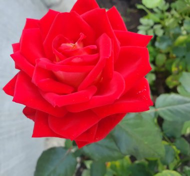 Yapraklarında çiy damlaları olan parlak kırmızı bir gül, bir bahçede yakından çekilmiş. Yeşil yapraklar ve çiçekli bitkiler arka planda görünür, çiçeğin güzelliğini vurgularlar.