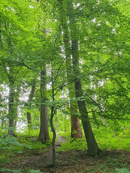 Şehir parkında güneşli bir yaz günü. Parlak yeşil çimenler, düzgün kaldırımlar ve gölgeli sokaklar yürümek ve dinlenmek için ideal bir yer. Temiz hava, yeşillik bolluğu, uyum havası.