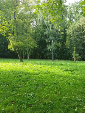 Parkta yeşil bir çimen, güneş ışığıyla dolmuş. Uzun ağaçlar hoş bir gölge yaratır, ve genç fideler iyi bakımlılık hissi katar. Doğanın atmosferi, bir yaz günü, temiz hava, uyum.