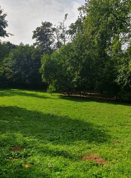 Parkta yeşil bir çimen, güneş ışığıyla dolmuş. Uzun ağaçlar hoş bir gölge yaratır, ve genç fideler iyi bakımlılık hissi katar. Doğanın atmosferi, bir yaz günü, temiz hava, uyum.