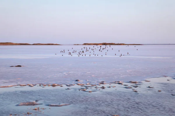 Flock Seagulls Sea Shore Background — Stock Photo, Image