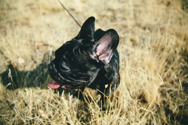 Nahaufnahme Von Niedlichen Schwarzen Französischen Bulldogge Sommer Feld — Stockfoto