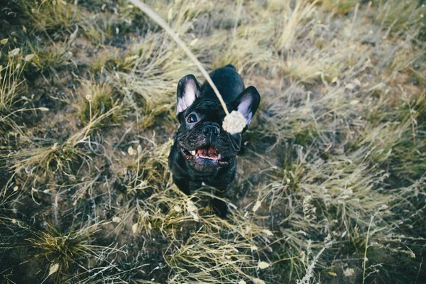 Nahaufnahme Von Niedlichen Schwarzen Französischen Bulldogge Sommer Feld — Stockfoto