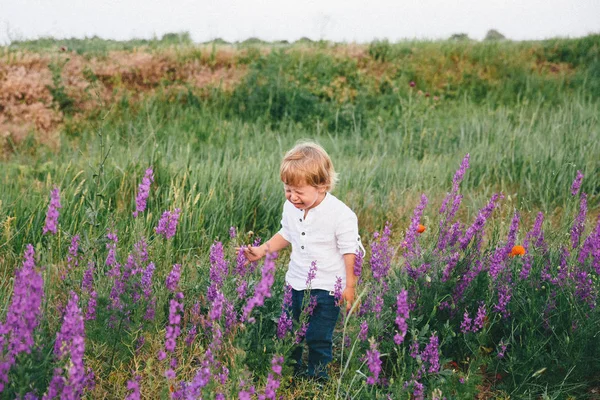 Little Boy Lavender Lupine Field Summer Day — Stock Photo, Image