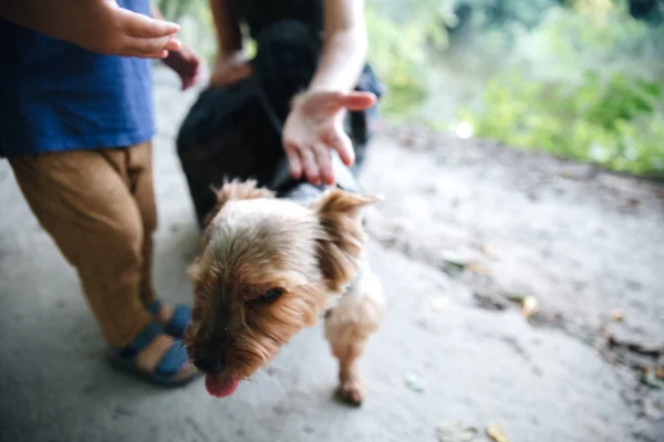 Fröhlicher junger Vater, Mutter und kleiner Sohn haben Spaß im Freien mit einem Hund, spielen zusammen mit einem Hund im Sommerpark — Stockfoto