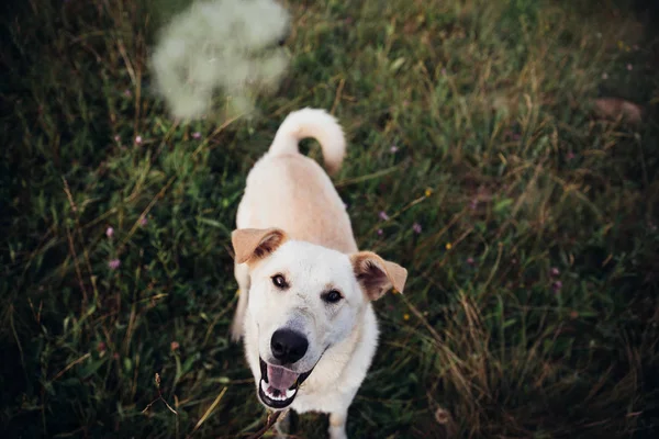 Portrait of golden labrador running forward in camera direction on a field in the summer park, looking at camera. Green grass background — Stock Photo, Image