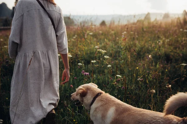 Kız ve köpeği saman tarlası arka planda oynuyorlar. Güzel genç kadın rahat ve kaygısız onu güzel köpek ile bir yaz günbatımı zevk