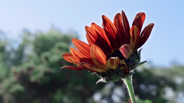 Girassóis Vermelhos Florescem Sol — Vídeo de Stock