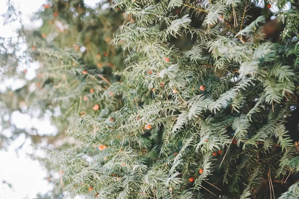 Taxus albero verde con frutti di bosco rossi — Foto Stock