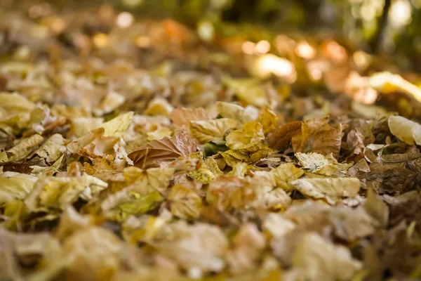 Macro foto di autunno foglie gialle di sole — Foto Stock