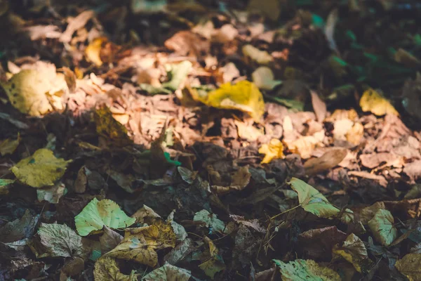 Makro fotografii podzimní žluté listy Sunny — Stock fotografie