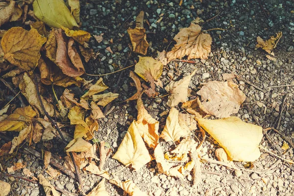 Macro foto de otoño hojas amarillas de soleado —  Fotos de Stock