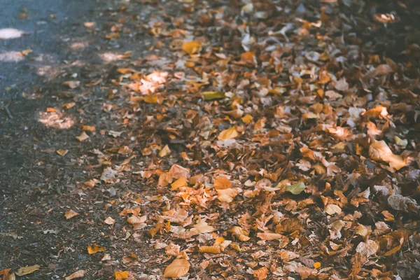 Macro foto di autunno foglie gialle di sole — Foto Stock