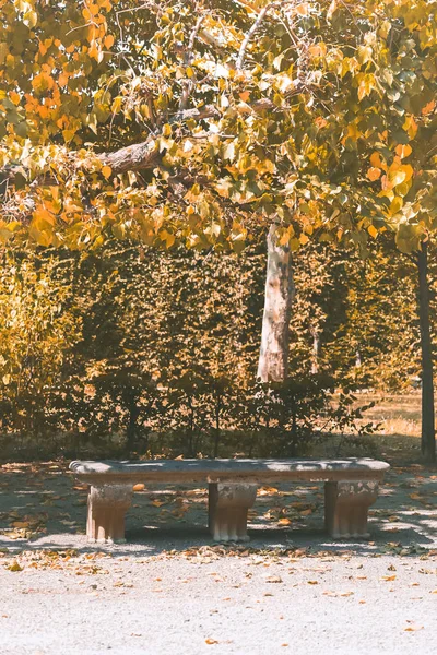 Parco con alberi, cespugli e una panchina. Paesaggio giallo autunno — Foto Stock