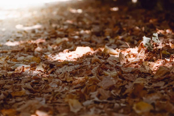 Macro foto de otoño hojas amarillas de soleado —  Fotos de Stock