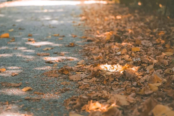 Macro foto di autunno foglie gialle di sole — Foto Stock