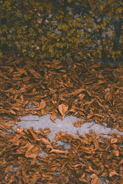 Macro foto di autunno foglie gialle di sole — Foto Stock