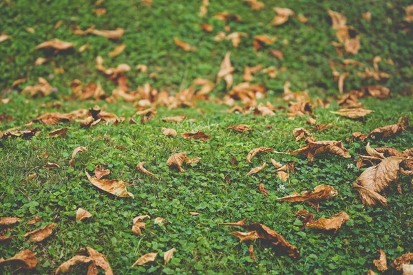 Autunno foglie gialle su erba verde — Foto Stock