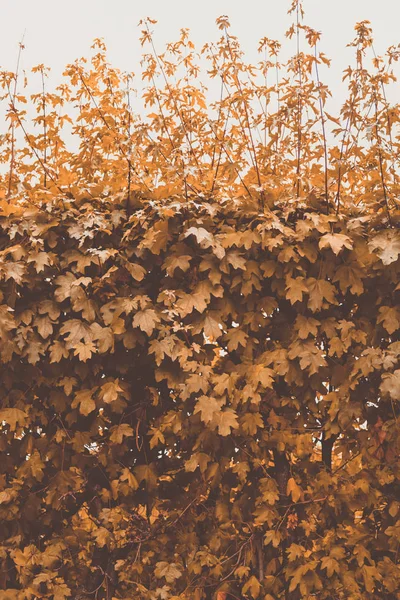 Podzimní žlutá bush na pozadí oblohy — Stock fotografie