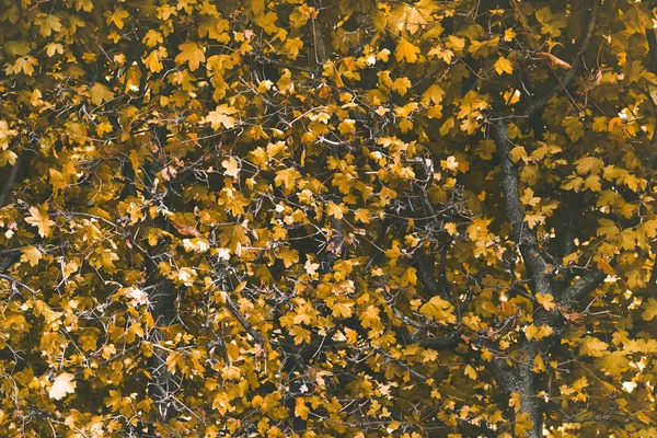 Foglie gialle rami cespuglio di paesaggio autunnale — Foto Stock