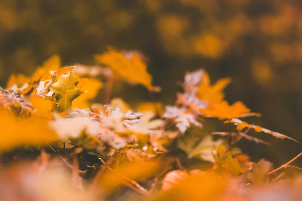 Žluté listy větve podzimní krajina pozadí — Stock fotografie