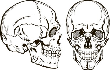 vektör kafatası, monogram, grafik illüstrasyon, yan ve ön görünüm, küçük resim