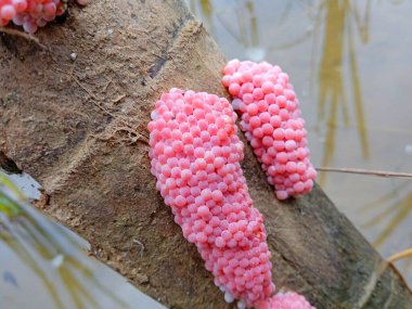 Altın salyangoz yumurtaları Pomacea kanalikulata, ahşap saplı altın salyangoz yumurtaları bulanık arka plan