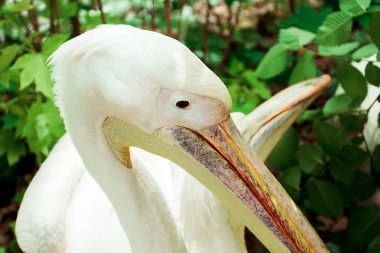 Pelikan hayvanat bahçesinde yürüyoruz