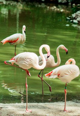 pembe flamingo hayvanat bahçesinde yürür