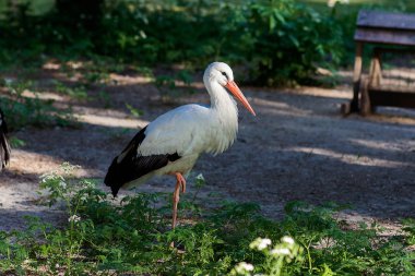Leylek hayvanat bahçesinde canlı