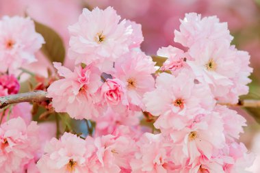 güneşli bir günde kiraz ağaçları