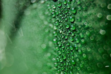 damladı su üzerindeki bir bitkinin yeşil yaprak