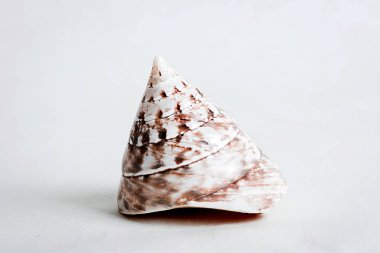 Seashell denizden bir hediyedir