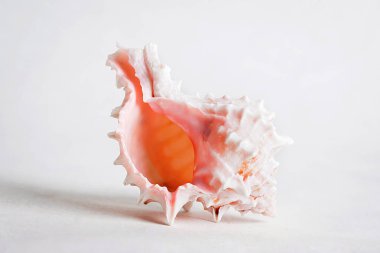 Seashell denizden bir hediyedir
