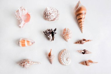 Seashell denizden bir hediyedir