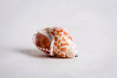 Seashell denizden bir hediyedir