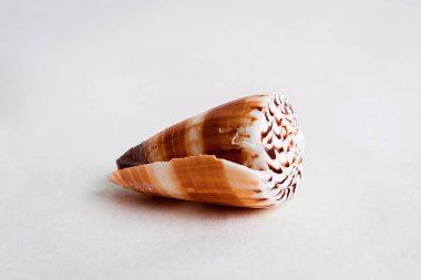 Seashell denizden bir hediyedir